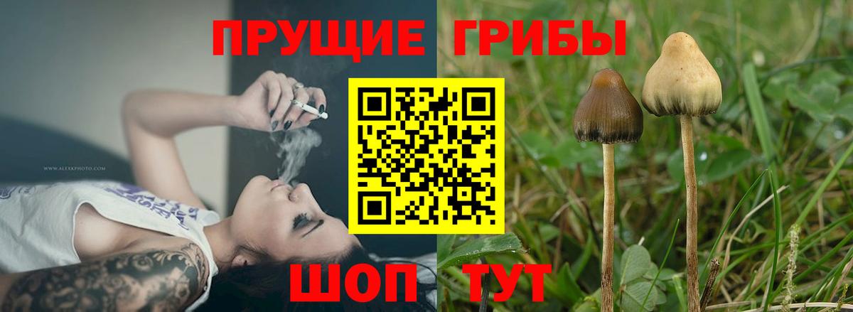 Псилоцибиновые грибы прущие грибы Рязань
